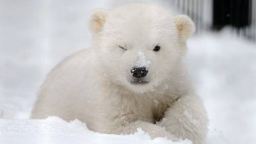 Orphaned Polar Bear Cub