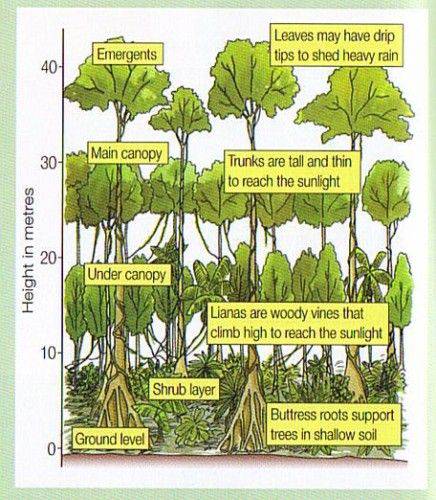 rainforest-layers-diagram-i15