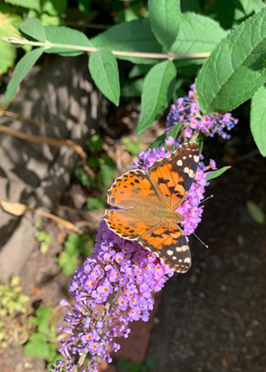 Whole School Newsletter 25 September 2026
