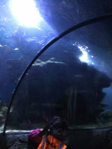 aquarium-049