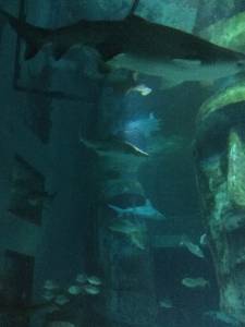 aquarium-051