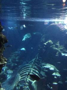 aquarium-078