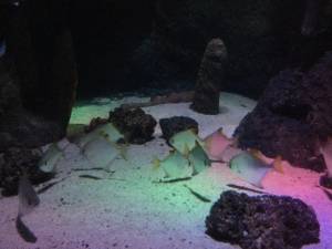 aquarium-116