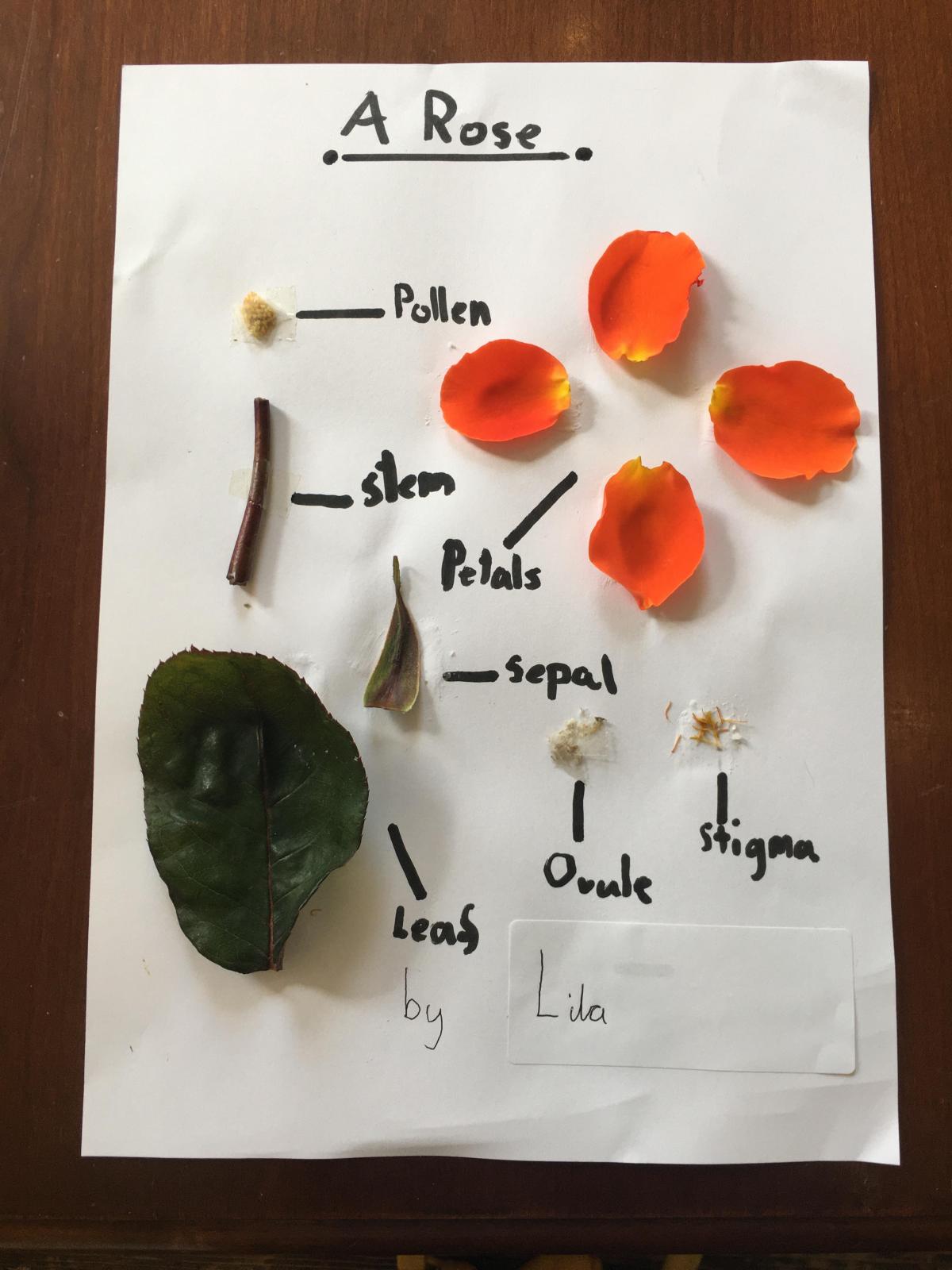 Home Learning Flower Dissection Eleanor Palmer Primary School