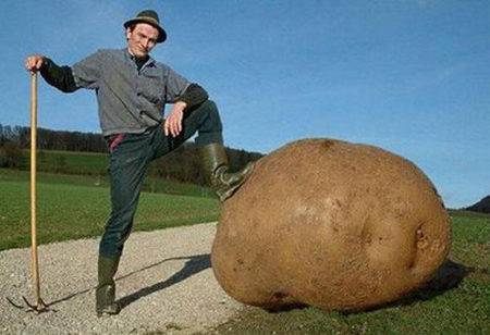 100 Word Challenge - It was an enormous potato! - Eleanor Palmer